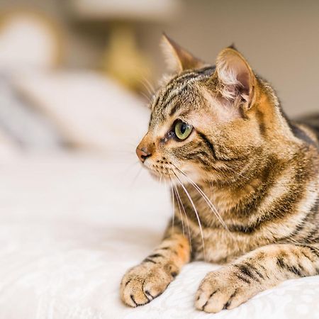 Apartamentos Araco 3000 パス・デ・ラ・カサ エクステリア 写真